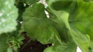 Пеларгония МальТА Жемчужная свадьба