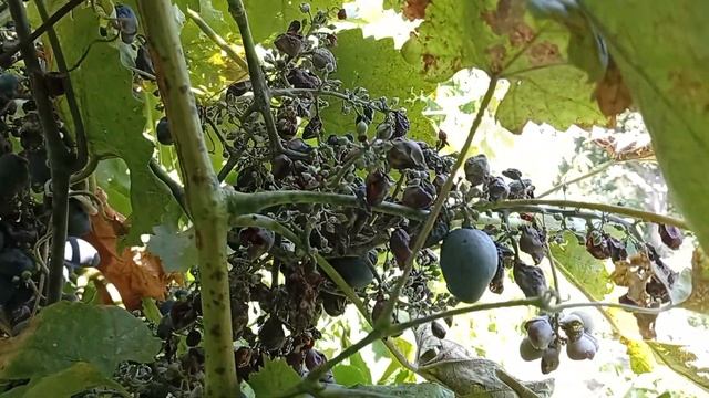 Виноград.Середина августа.