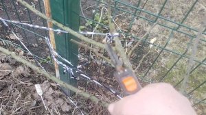 Весенняя обрезка роз.Как понять, что роза вымерзла.