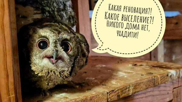 Переезд цветочных сов Лютика и Одуванчика в вольер Кроши.Загнали Артёма на крышу продолжать конкурсы