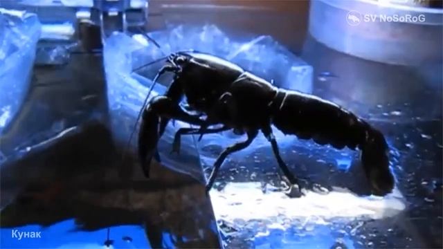 От чего зависит внешний вид Чёрного австралийского рака (Koonac) — Cherax preissii (Erichson, 1846) смотреть онлайн
