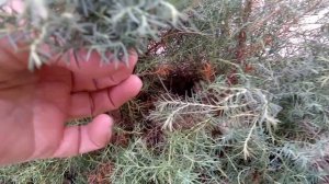 Зимозелені. ТУЯ верескова / Thuja occidentalis  Ericoides. Епізод 1