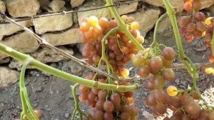 ГФ винограду  ЭЛЬДОРАДО  🍇👍🤠