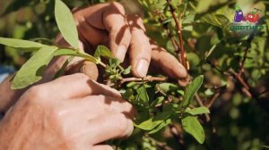 ПРОСТОЙ СПОСОБ РАЗМНОЖЕНИЯ  ЖИМОЛОСТИ. ДОСТАТОЧНО...