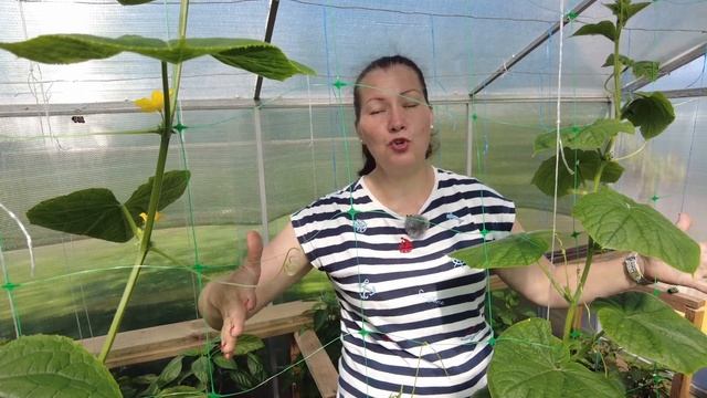 ОГУРЦЫ МЕШКАМИ: СЕКРЕТЫ ТЕПЛОГО ПОЛИВА. О ВЫРАЩИВАНИИ смотреть онлайн