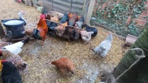 Будни доярочки// Курам даю мох вместо травы.