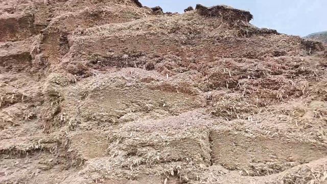 Корнаж кукурузный 2024 года в полу Кургане. Биоконсерва?