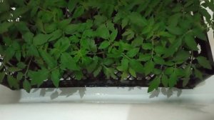 РАССАДА ПОМИДОР нижний полив