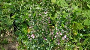 Июль. Цветут шалфеи дубравные, дубровник, котовник в з?