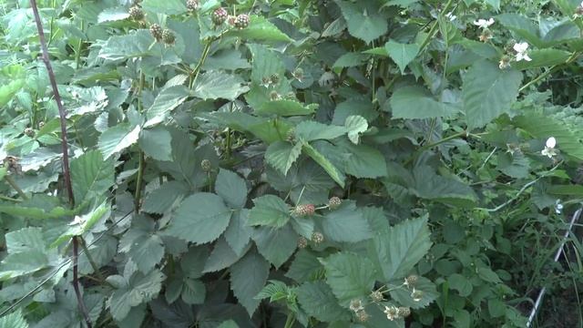 Бешипная ежевика Дойл смотреть онлайн