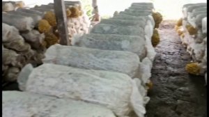 Выращивание лисичек в теплице по китайски