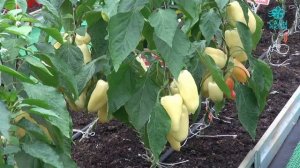 Перец Злата Прага