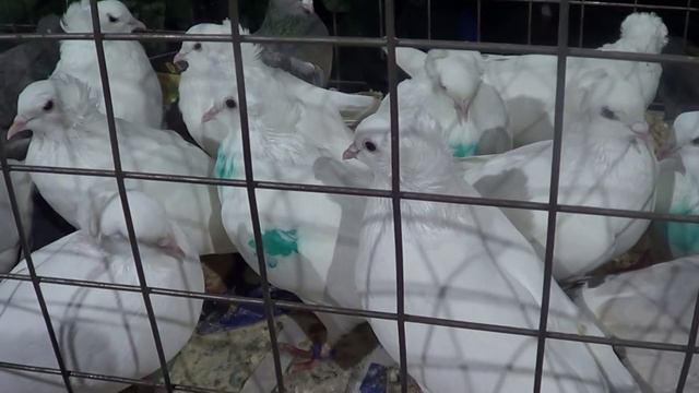 Садовод 12 02 22 часть 2 смотреть онлайн