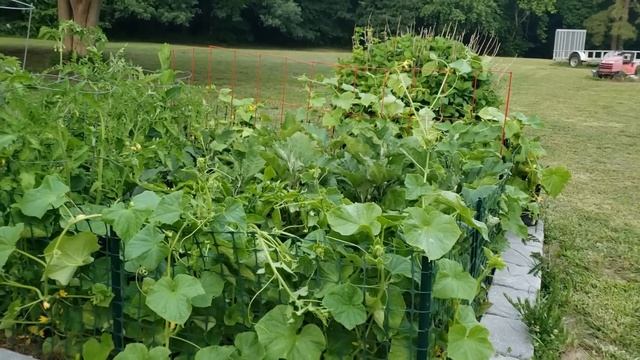 Жизнь в США. Мой огород. Месяц без ухода. Было - стало. смотреть онлайн