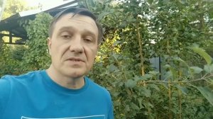 БАКТЕРИАЛЬНЫЙ ОЖОГ У ЯБЛОНЬ. РЕЗУЛЬТАТЫ ЛЕЧЕНИЯ. РЕКО?