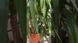 Юкка как комнатное растение! Новички этот сюжет для ва