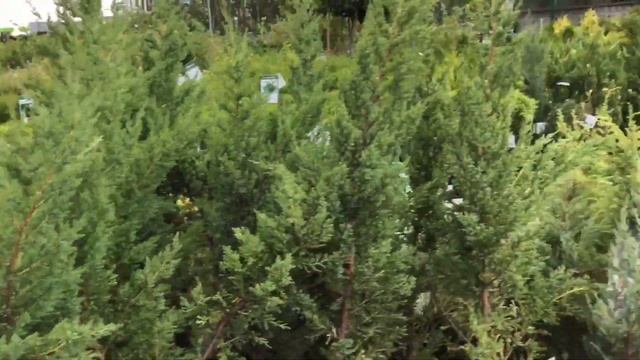 В магазине «Дарвин» , Пушкино, июль 2019 год. смотреть онлайн