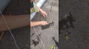 Пикировка свеклы