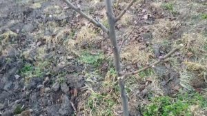 Как обрезать персик на веретено