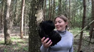 Берёзовая чага. Лайфхак - как достать с высокого дерев?