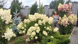 КАКИЕ МЕТЕЛЬЧАТЫЕ ГОРТЕНЗИИ РОЗОВЕЮТ | Розовые и руби?