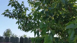 2025 Mulberry season. Шелковицы Himalayan, Everbearing Illinois, Tabriz