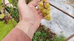 Виноград Супага на 20 августа 2025 г.