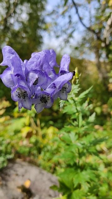 #Shorts  Аконит или Борец на плато Лаго-Наки (Aconitum)