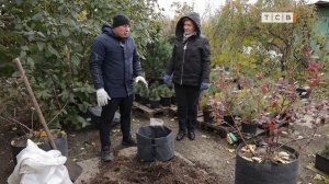 Сажаем голубику, клюкву и бруснику на своем участке. 6 ?