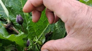 Настоящая Израильская мандрагора.plant Mandrake Israel#сад#ман?