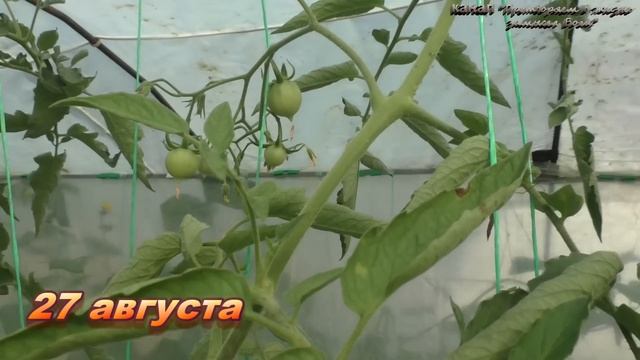 Два томата, вкуснейший красавец и супер урожайный в т? смотреть онлайн