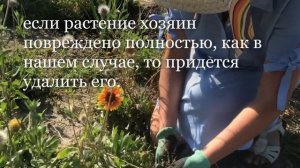 Борьба с повиликой на участке.