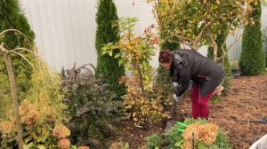 ПЕРЕСАЖИВАЮ ВЗРОСЛУЮ ГОРТЕНЗИЮ ОСЕНЬЮ | Когда и как пр