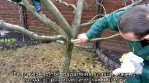 Что делать, если яблоня подмерзла