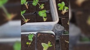 Саженцы клубники🍓🍓🍓 с Wildberries. Обзор через 5 дней пос