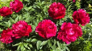 Роскошный пион сорта «Генри Бокстос (Henry Bockstoce)»