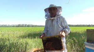 Ставлю третьи корпуса на многокорпусные улья Как я пр?