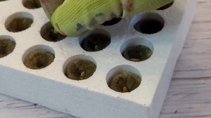 Кассета для рассады, 60 пробок