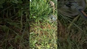 🛠️ Акумуляторна Коса Procraft ATA40: чесний відгук після те