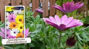 Остеоспермум и Диморфотека в чём отличия?🧐