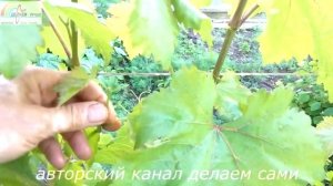 Прищипывать или нет виноград перед цветением?