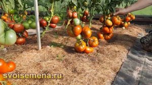 "Гном Маралинга" - отличный сорт томатов для открытого