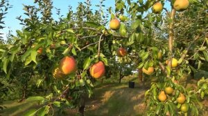 Груша ТИХИЙ ДОН: привлекательный вид и отличный вкус п