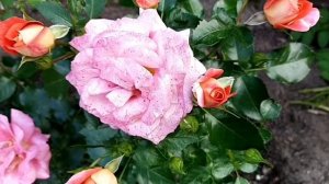 Обзор розы Саммерсон (Sommersonne).