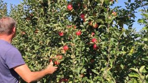 Сорт яблони Сябрына в 2024г.