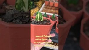 Замиокулькас вариегатный #замиокулькас  #plants #растени?