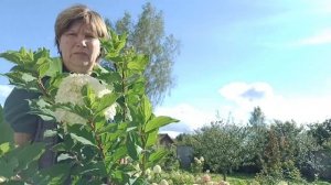 Гортензия Шуга раш,  белоснежный красотка, для сада.