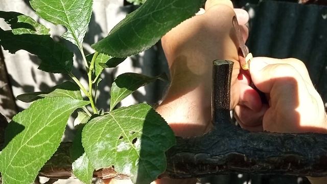 2 августа 2025 г. Прививка персика на алычу летом. смотреть онлайн