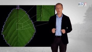 Транспорт веществ в организме растений