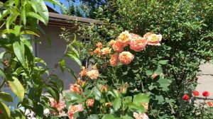 Роза Ла Вилла Кота ( Rose La Villa Kottа ) г.Киев  10 июня 2024 г.